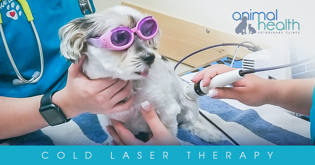 Have You Heard of Cold Laser Therapy? Animal Health Veterinary Clinic