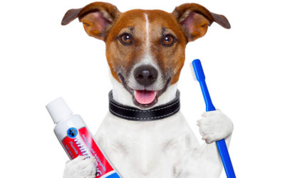 Dental Care for Your Pet