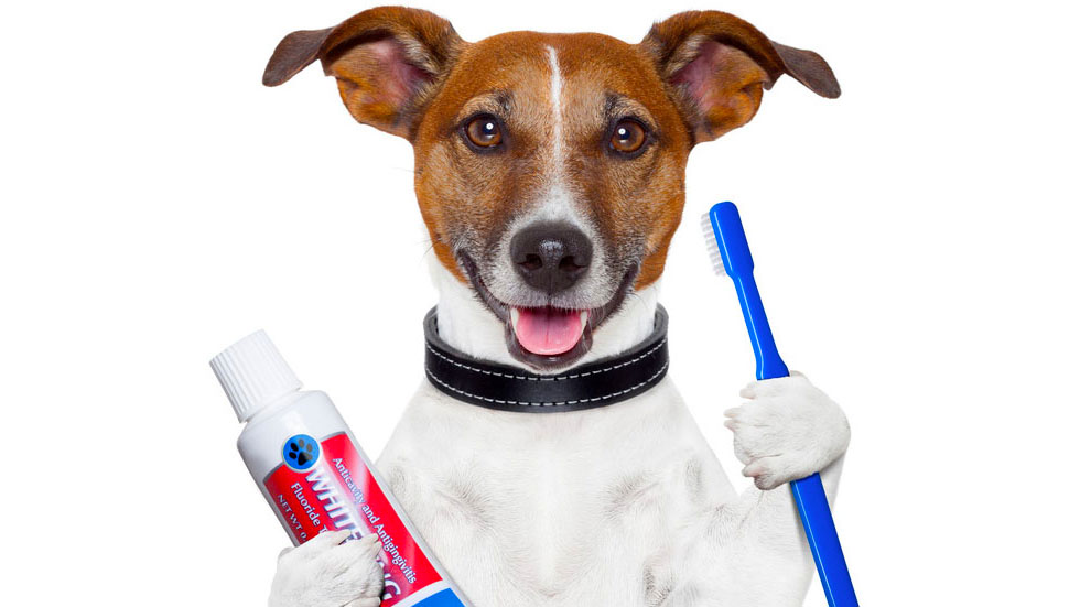 Dental Care for Your Pet - Dog with Toothbrush