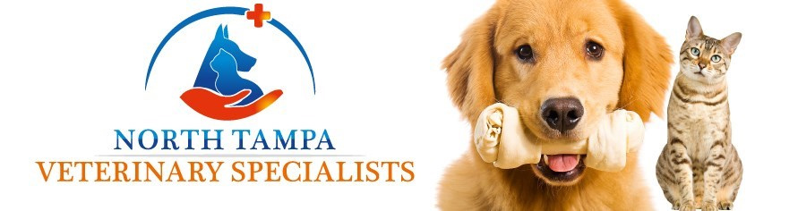 Mobile Orthopedic Veterinarian - North Tampa Veterinary Specialists