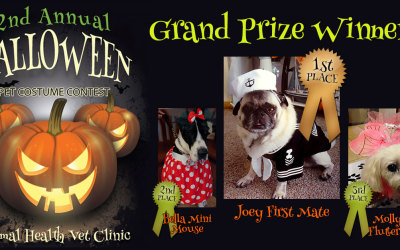 Pet Costume Contest 2014