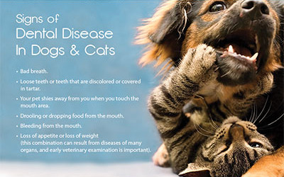Periodontal Disease in Dogs & Cats InfoGraphic