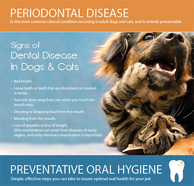 Periodontal Disease in Dogs & Cats InfoGraphic