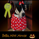 2nd Place Winner Bella Mini Mouse - Pet Costume Contest Entry