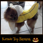 Kenny Top Banana - Pet Costume Contest Entry