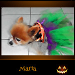 Maria - Pet Costume Contest Entry
