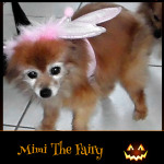 Mimi the Fairy - Pet Costume Contest Entry