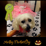3rd Place Winner Molly Flutterfly - Pet Costume Contest Entry