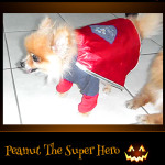 Peanut the Super Hero - Pet Costume Contest Entry