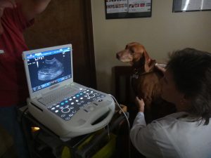 Veterinarian, Dr. Rodriguez performing ultrasound on Piper at Animal Health Veterinary Clinic in Brooksville, Florida