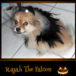 Rajah the Falcon - Pet Costume Contest Entry