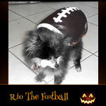 Rio The Football - Pet Costume Contest Entry