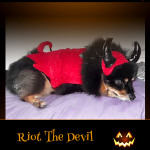 Riot the Devil - Pet Costume Contest Entry