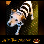 Sadie The Prisoner - Pet Costume Contest Entry