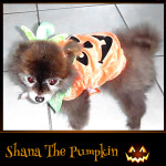 Shana The Pumpkin - Pet Costume Contest Entry