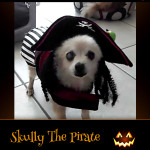 Skully The Pirate - Pet Costume Contest Entry