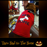 Taco Bad to the Bone - Pet Costume Contest Entry