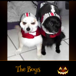 The Boys - Pet Costume Contest Entry