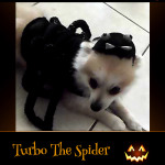 Turbo The Spider - Pet Costume Contest Entry