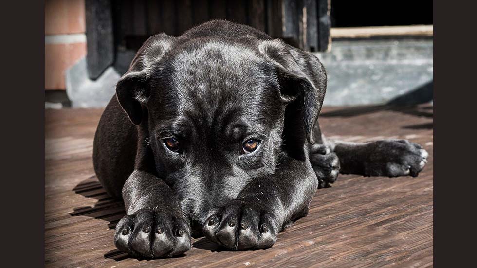 Puppy on a Deck