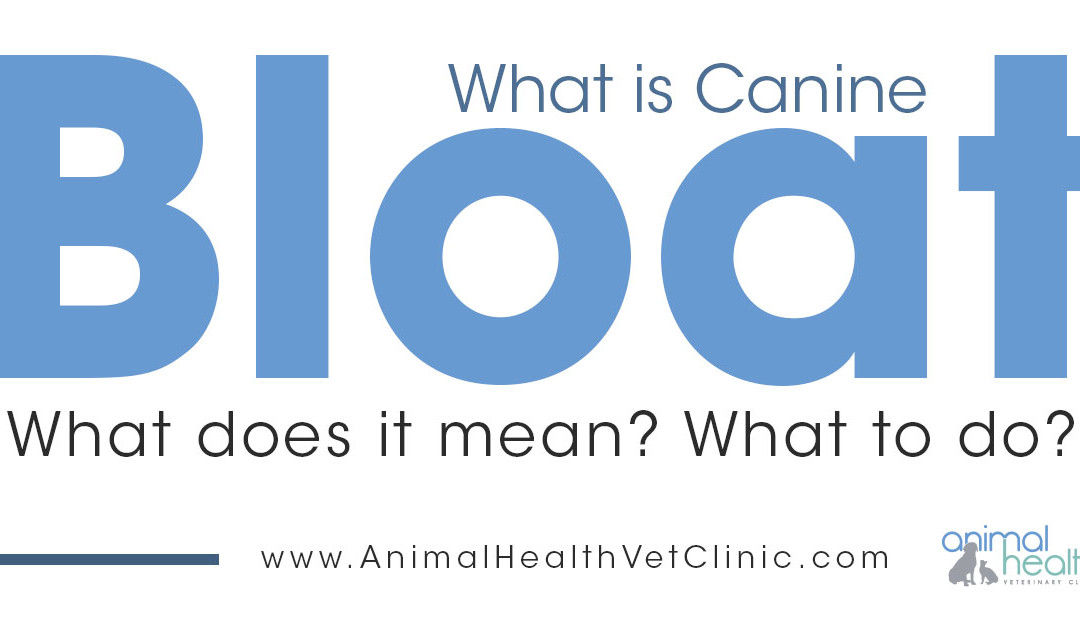 What is Bloat in Dogs - AHVC