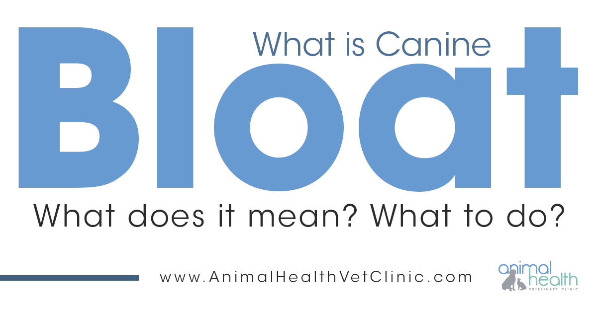 how long do symptoms of bloat last in dogs