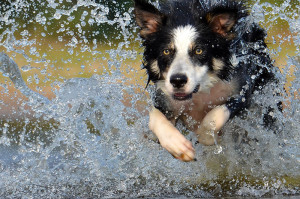 Do dogs need sunscreen border collie