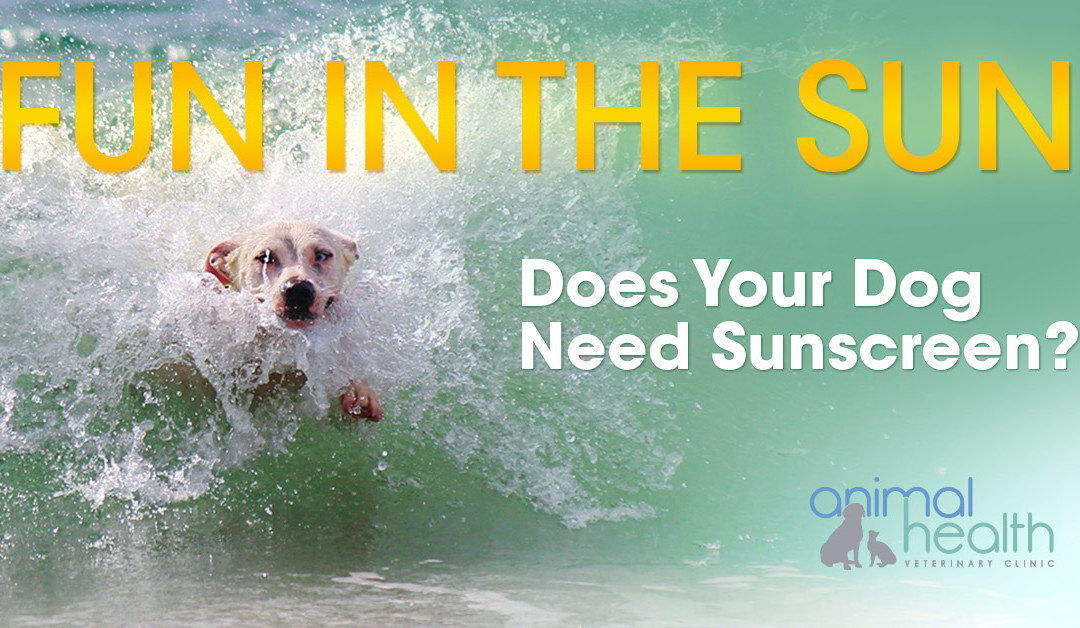 Animal Health Veterinarian - Do Dogs Need Sunscreen?
