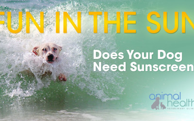 Do Dogs Need Sunscreen?