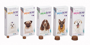 Facts About Fleas - Bravecto Flea Prevention