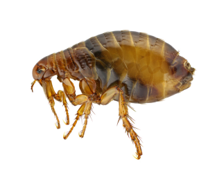 Facts About Fleas