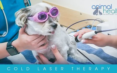 Have You Heard of Cold Laser Therapy?
