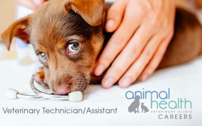 Full-Time Experienced Veterinary Technician/Assistant Position Available
