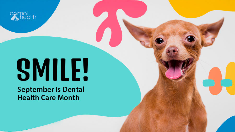 September is Dental Health Month at AHVC!